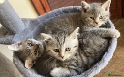 British Shorthair cats for sale: British Shorthair Kittens For Sale - Image 1