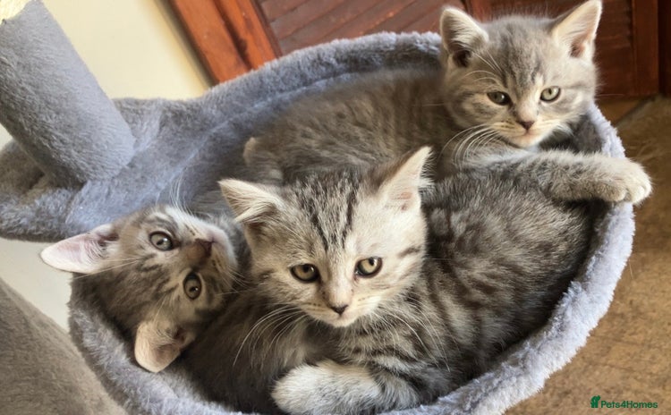 British Shorthair cats - Advert 6
