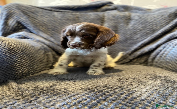 Cocker Spaniel dogs - Advert 4