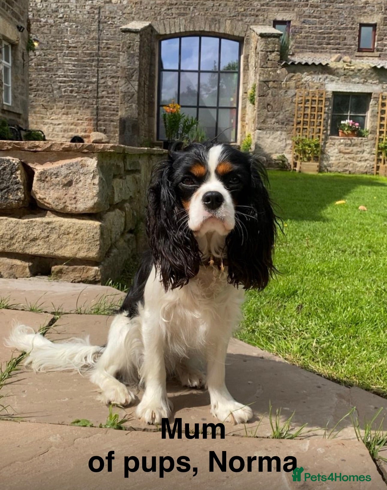 Cavalier King Charles Spaniel dogs Puppies en route Cavalier King Charles Spaniel - Advert 2