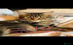 Mixed Breed cats for sale: Maine coon mix kittens - Advert 4