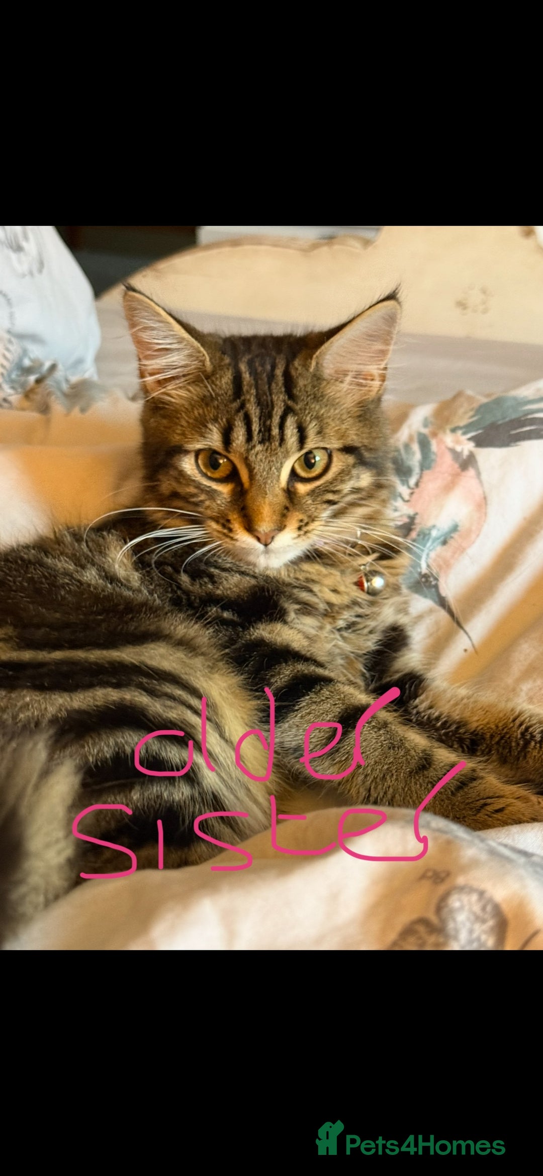 Mixed Breed cats for sale: Maine coon mix kittens - Advert 4