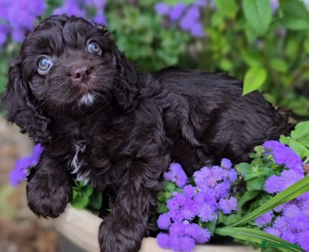 Cavapoo dogs F1 Cavapoo Puppies  - Advert 4