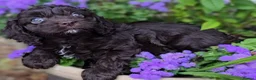 Cavapoo dogs for sale: F1 Cavapoo Puppies  - Advert 3