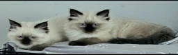 Ragdoll cats for sale: Due to timewasters 1 kitten available. . - Advert 8