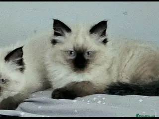 Ragdoll cats Beautiful, Sweet Ragdoll kitten available. - Advert 6
