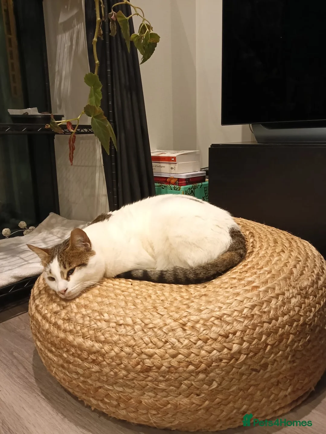 Mixed Breed cats for adoption: ANAKIN -HAPPY CAT WITH DOG -CALM -  INTELLIGENT - Advert 4