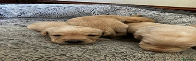 Labrador Retriever 8