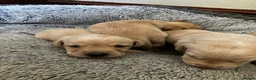 Labrador Retriever dogs for sale: Quality Labrador puppies  - Advert 25