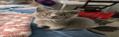 British Shorthair 2