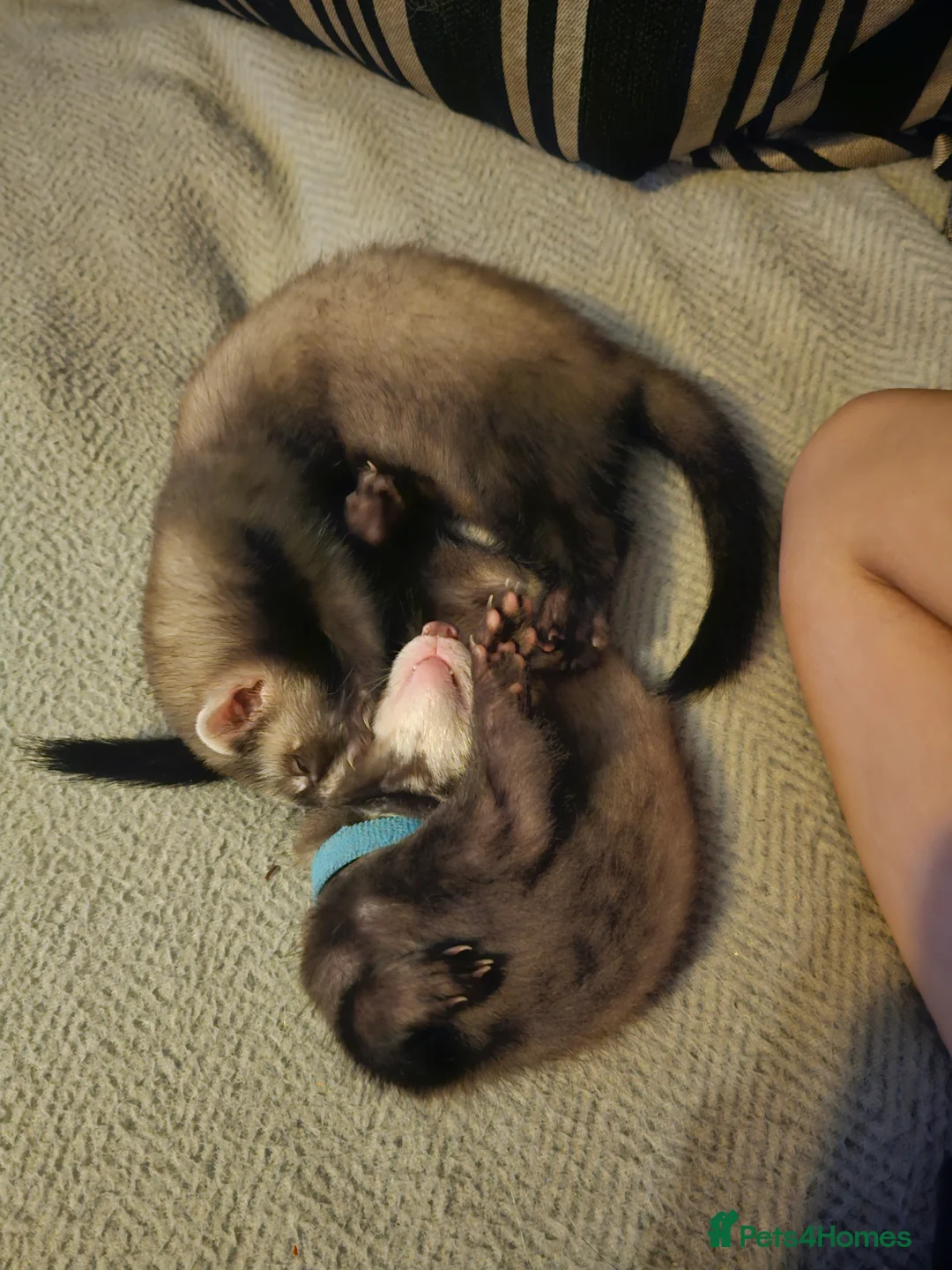 Ferret rodents for sale: 2 Female ferrets - Advert 3