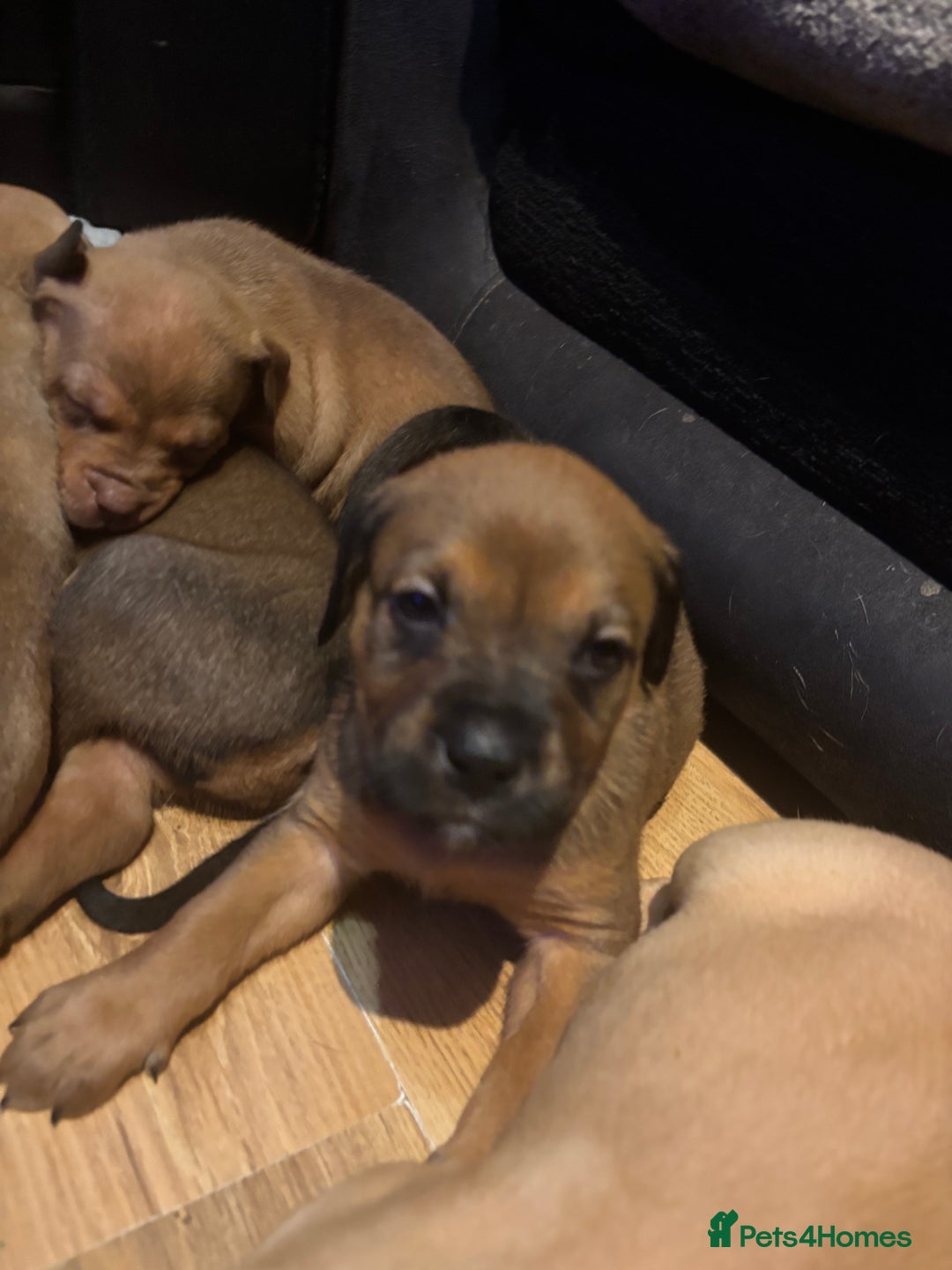 Mixed Breed dogs for sale: mastiffxrottweiler available now last 3 girls left - Advert 12