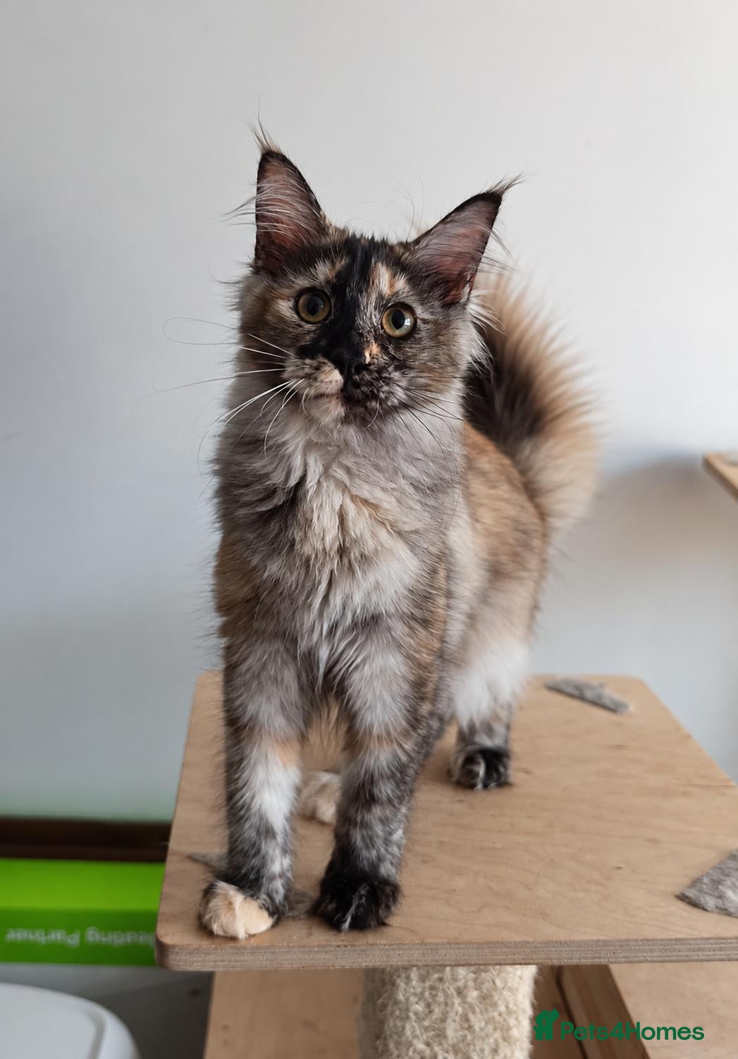 Maine Coon cats Stunning Champion-Line Maine Coons - Advert 10
