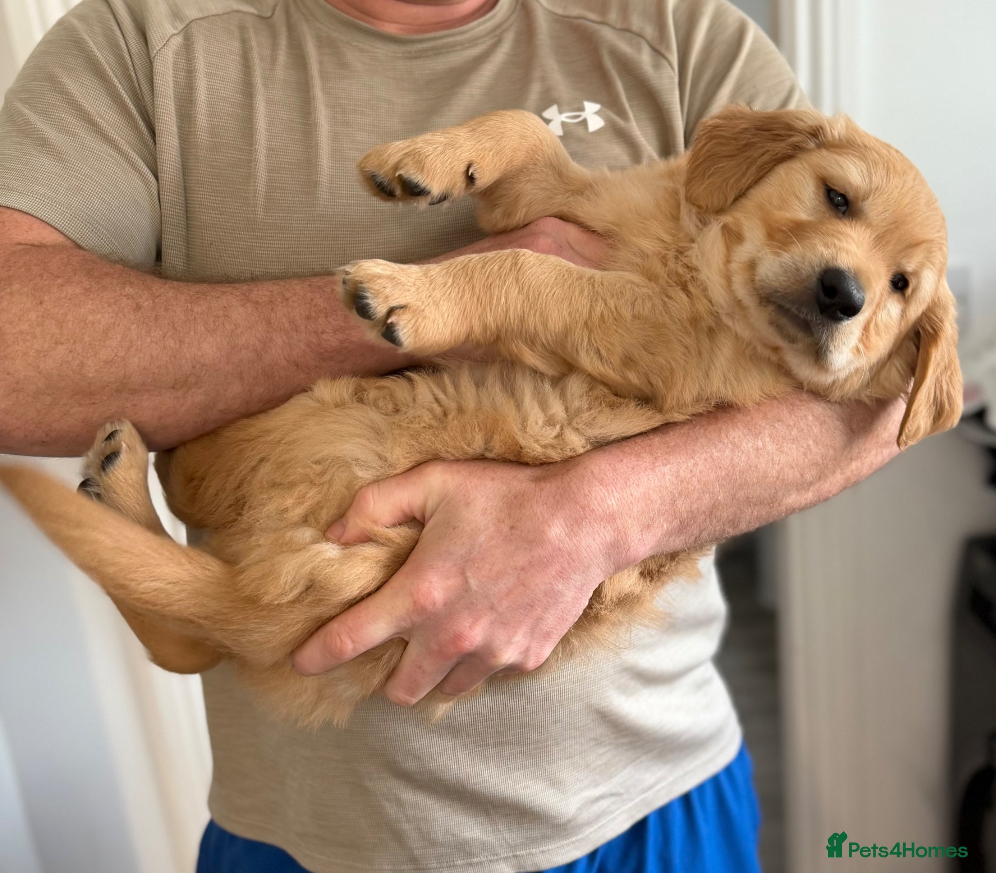 Golden Retriever dogs Ready to leave - Stunning KC boy  - Advert 6