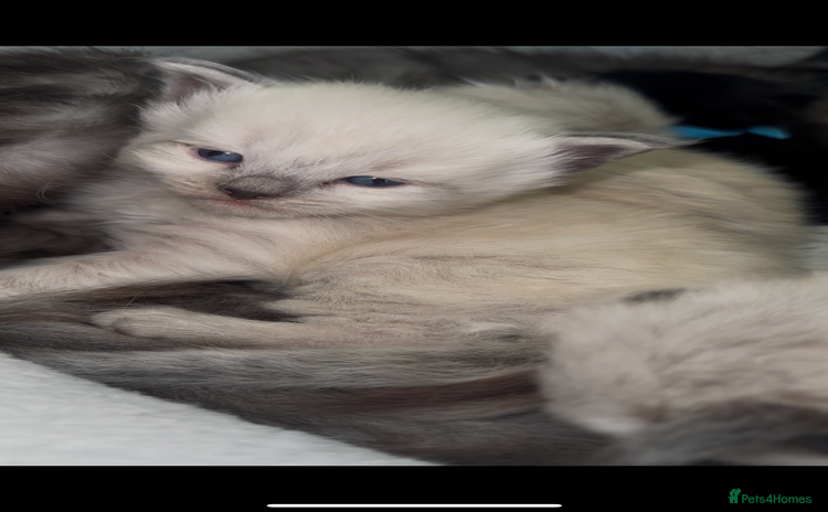 Siberian cats - Advert 1