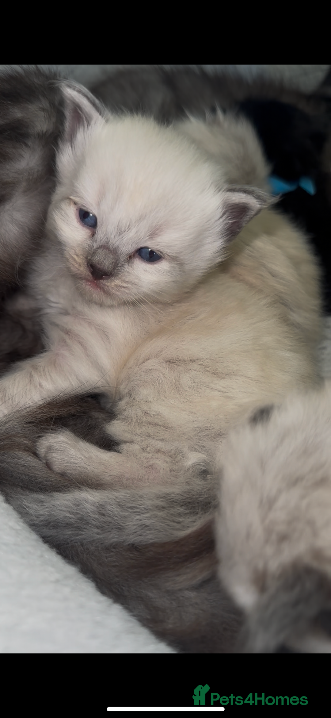 Siberian cats for sale: One male full Siberian kitten  - Image 1