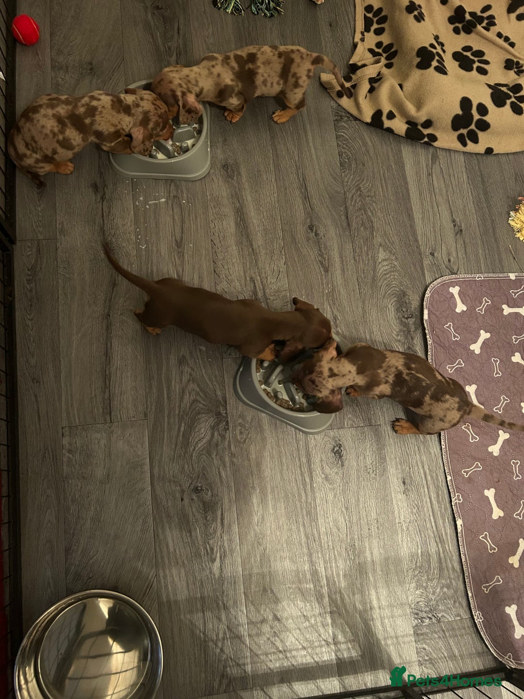 Miniature Dachshund dogs for sale: Chocolate dapple miniature dachshunds  - Advert 2