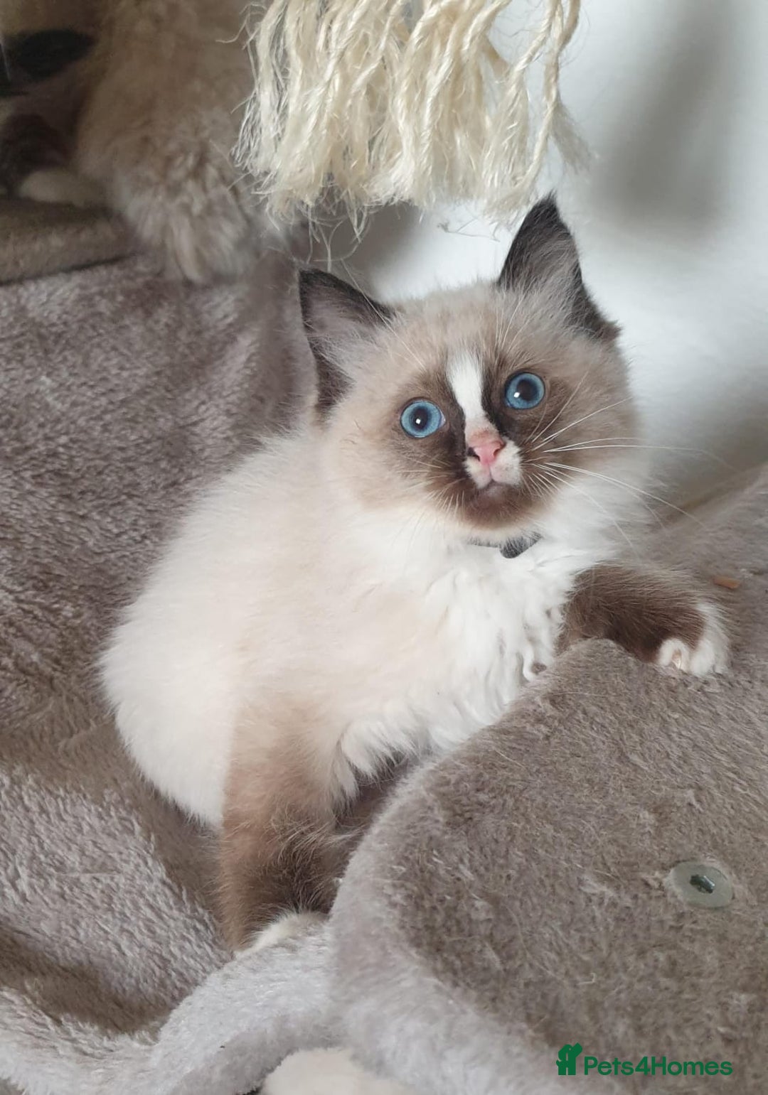 Ragdoll cats for sale: Stunning GCCF Registered Ragdoll Kittens. - Advert 28