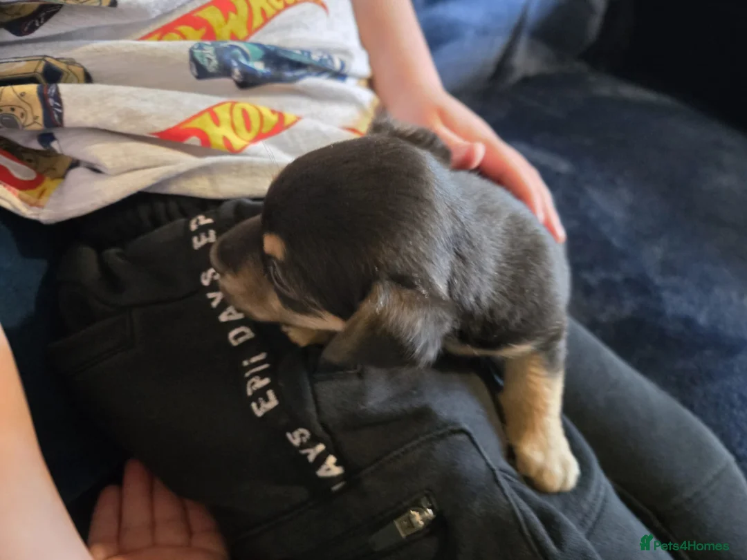 Jack Russell dogs for sale: Jack russle puppies  - Advert 7