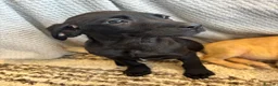 Labrador Retriever dogs for sale: Fox Red & Black Lab Retriever Puppies For Sale - Advert 10
