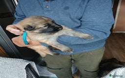German Shepherd dogs for sale: German shepherd puppies  - Image 6