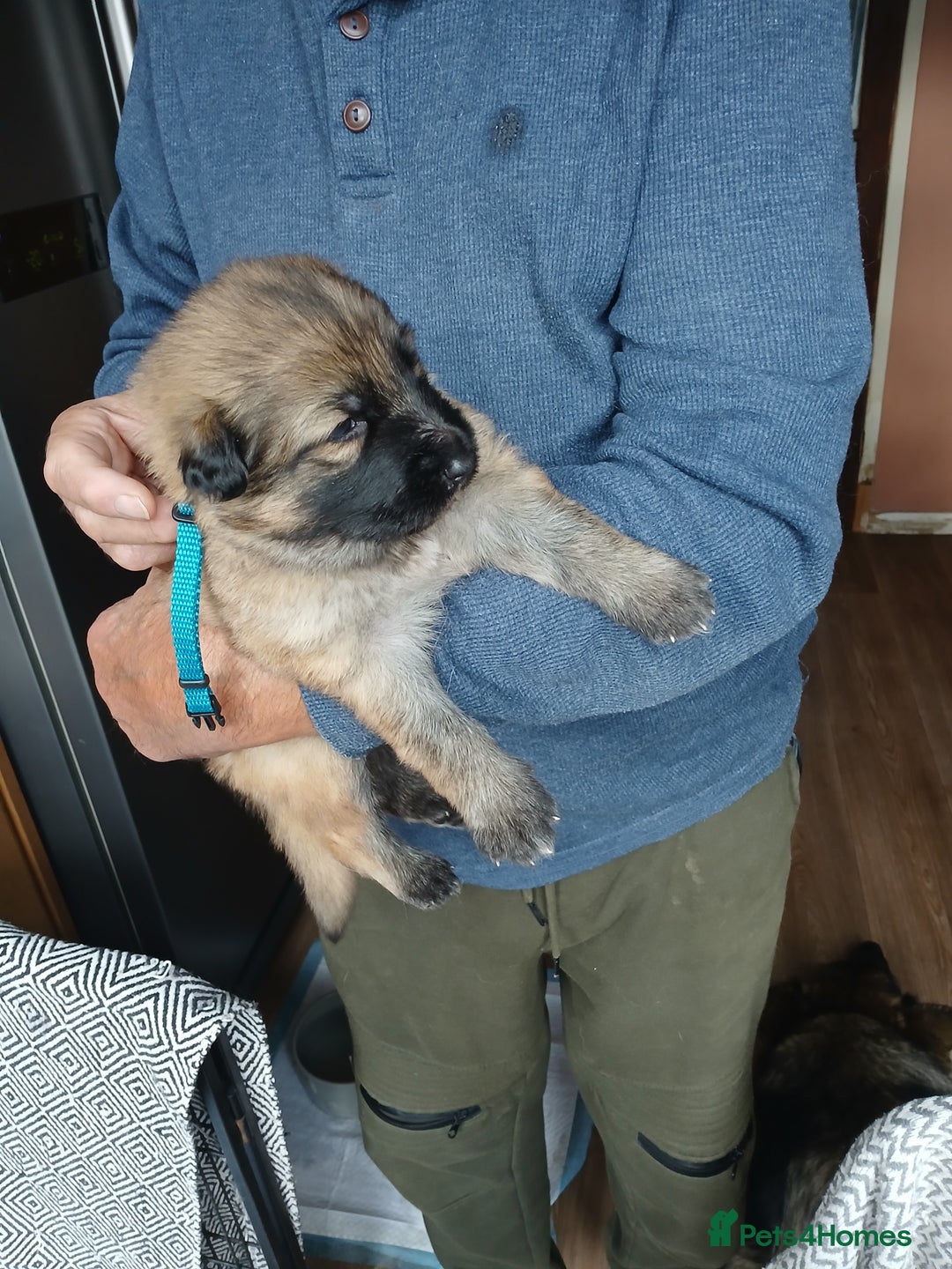 German Shepherd dogs for sale: German shepherd puppies  - Image 6