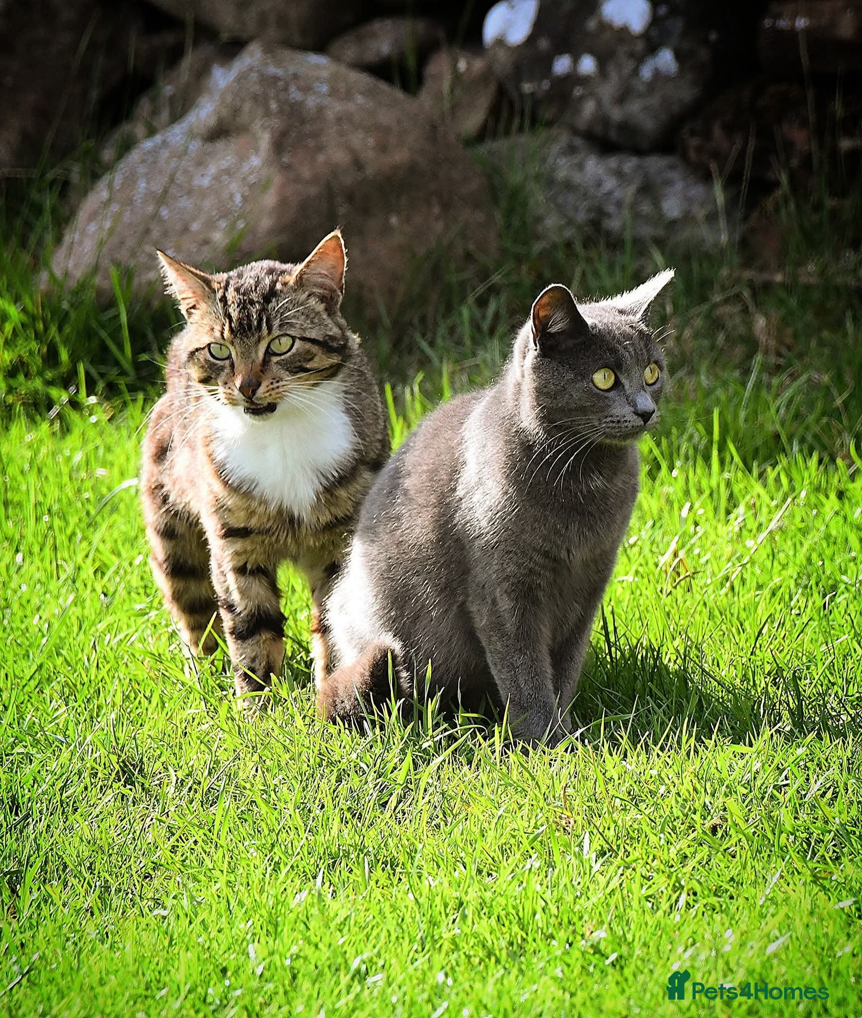 Mixed Breed cats Stunning kittens  - Advert 1