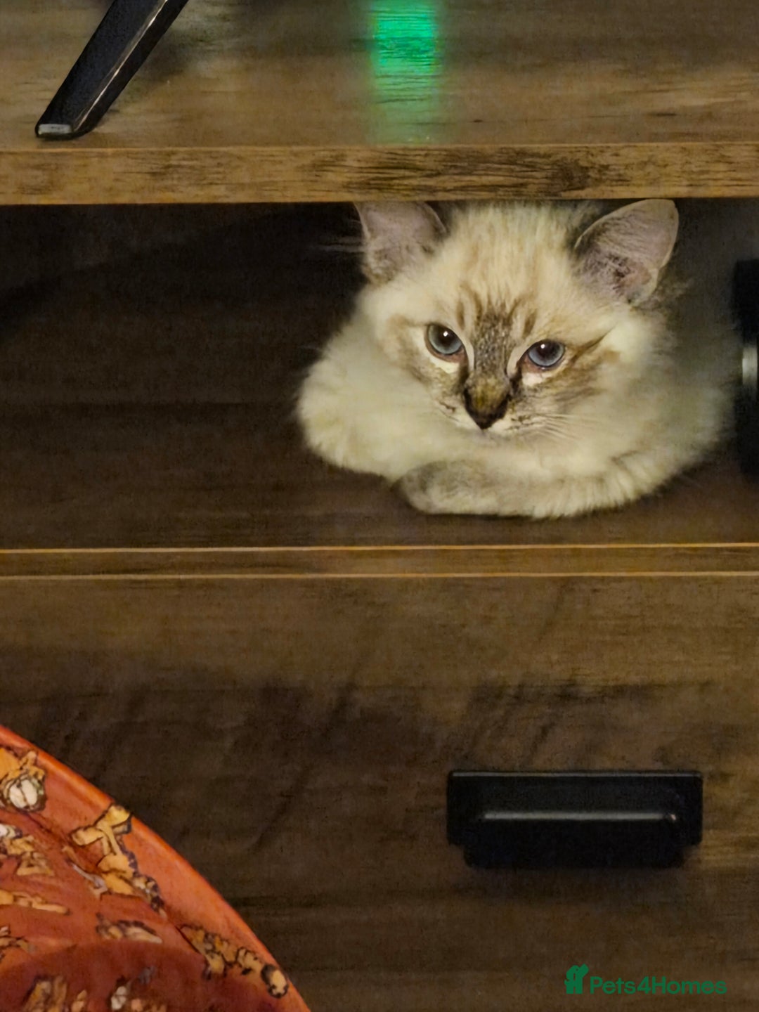 Ragdoll cats for sale: Ragdoll for sale called mocha - Advert 6