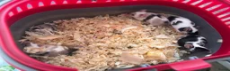 Mouse rodents for sale: 5 male mice  in Alton - Advert 1