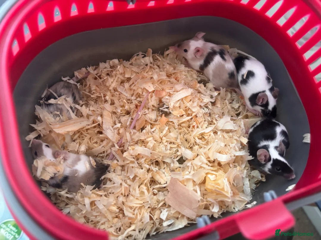 Mouse rodents for sale: 5 male mice  in Alton - Advert 1