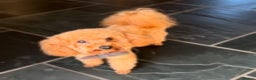 Toy Poodle dogs for stud: ONLY 3KG 9INCH Red DNA Tested Toy Poodle STUDS!! in Welshpool - Advert 7