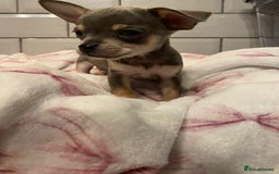 Chihuahua dogs for sale: Chihuahua puppies for sale  - Image 20