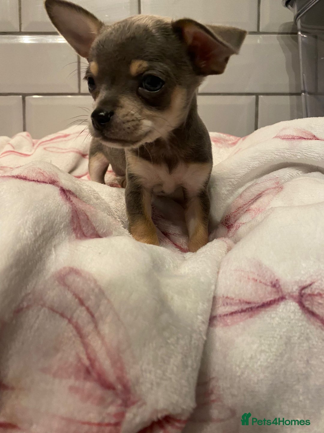 Chihuahua dogs for sale: Chihuahua puppies for sale  - Image 20