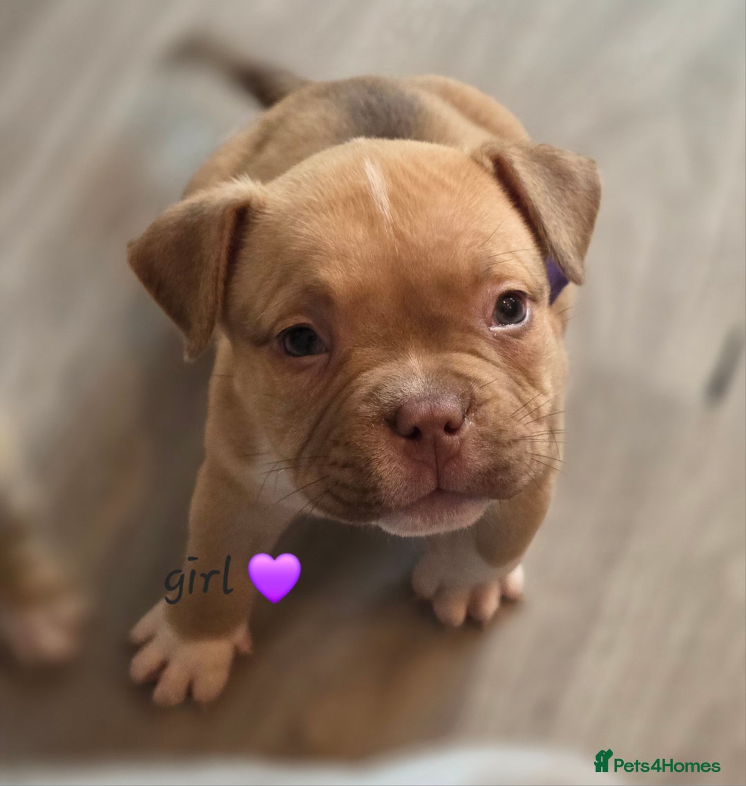 American Bully dogs for sale: Pocket Bullies  - Image 3