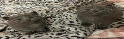 Russian Blue cats for sale: Four beautiful Russian blue kittens ❤️ - Advert 7