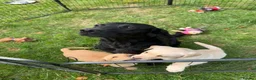 Labrador Retriever dogs for sale: Beautiful Labradors  - Advert 12