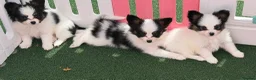 Papillon dogs for sale: Beautiful Pedigree Papillon Puppies in Stourport-on-Severn - Advert 14