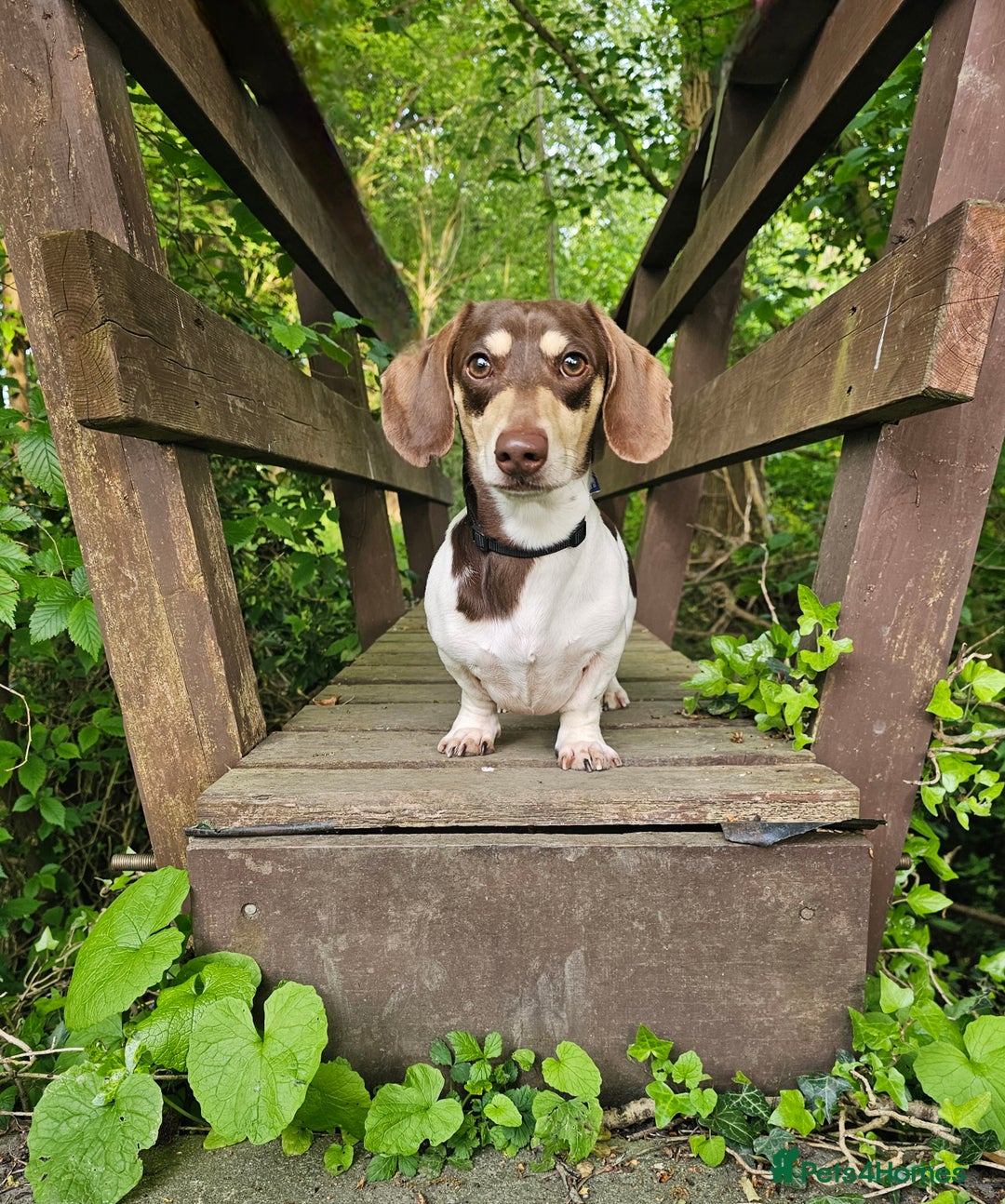 Miniature Dachshund dogs for stud: Piebald miniature Dachshund kc registered  in Blackburn - Advert 4