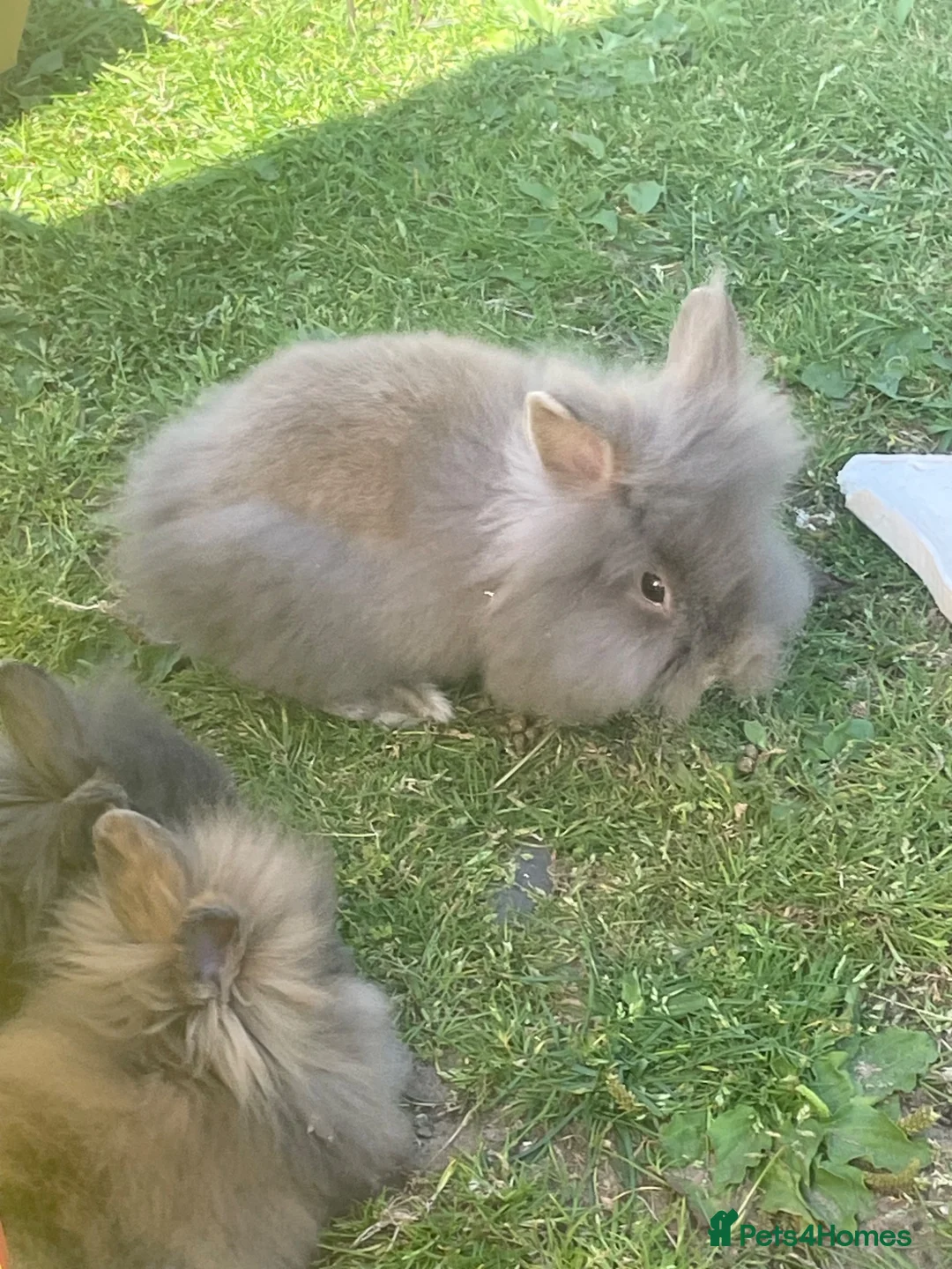 Lionhead rabbits for sale: Purebred lionheads  in Blackpool - Advert 2