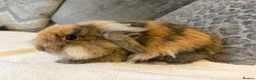 Mini Lion Lop rabbits for sale: 1 x male mini lion lop  - Advert 3