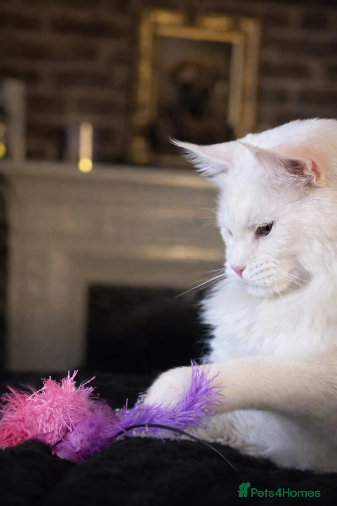 Maine Coon cats for sale: Anderpride waiting list is open 📣.  - Advert 39