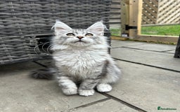 Maine Coon cats for sale: Pedigree TICA Reg Mine coon kittens  - Image 17