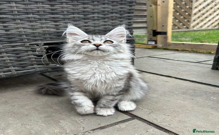 Maine Coon cats - Advert 3