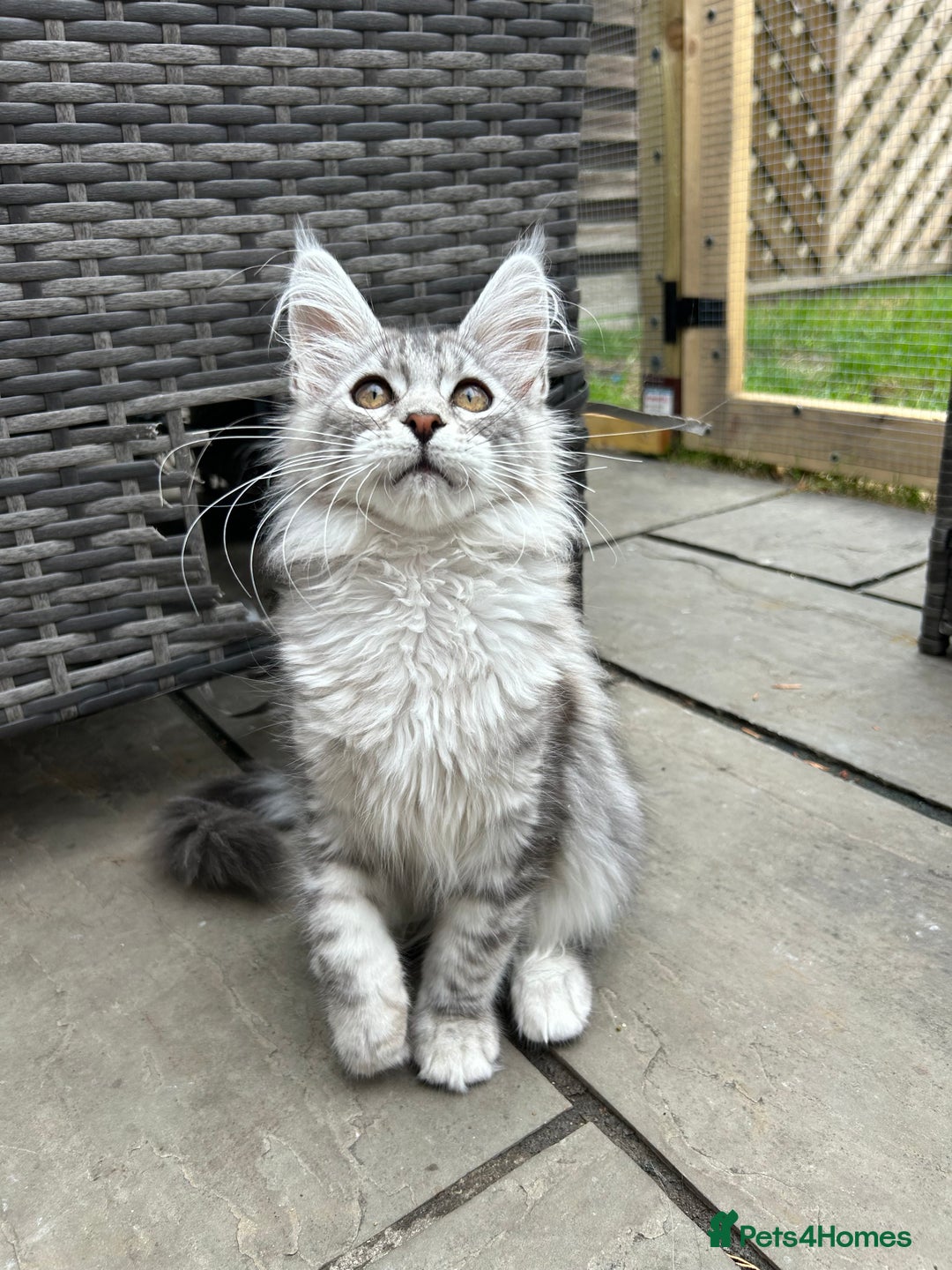 Maine Coon cats for sale: Pedigree TICA Reg Mine coon kittens  - Image 17