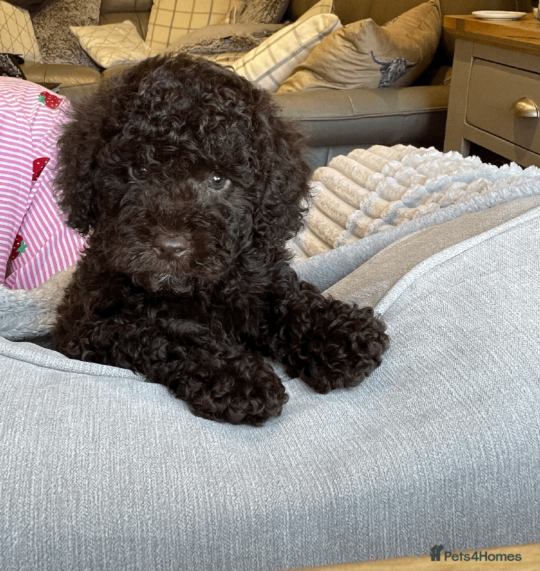 Cockapoo dogs for sale: F1b Toy Cockapoo puppy - Advert 16