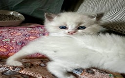 Ragdoll cats for sale: Gorgeous Litter of ragdolls ready 10/10/25 - Image 11