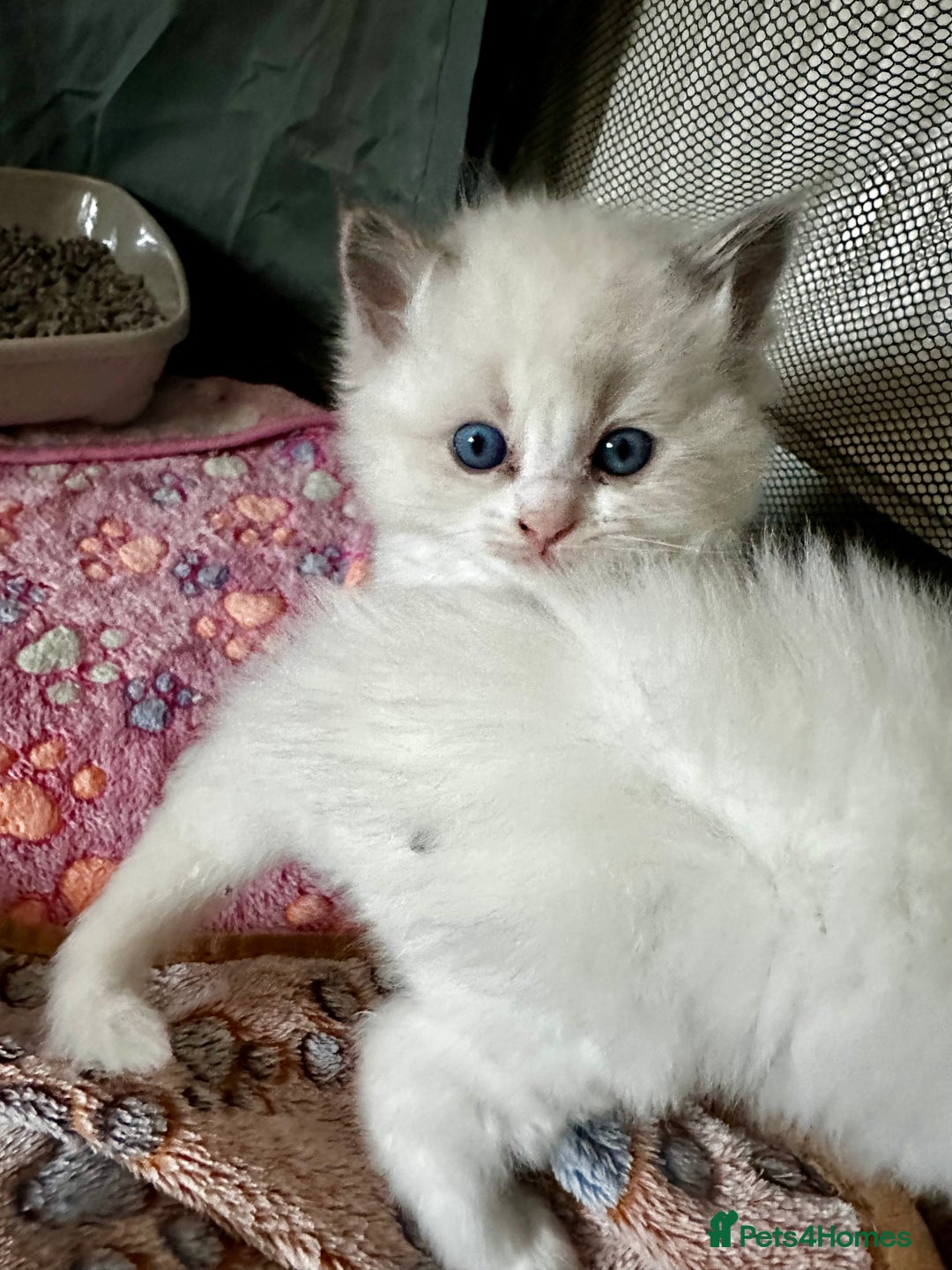 Ragdoll cats for sale: Gorgeous Litter of ragdolls ready 10/10/25 - Image 11