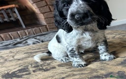 Cocker Spaniel dogs for sale: Blue roan cocker spaniels ready 17th September - Image 29