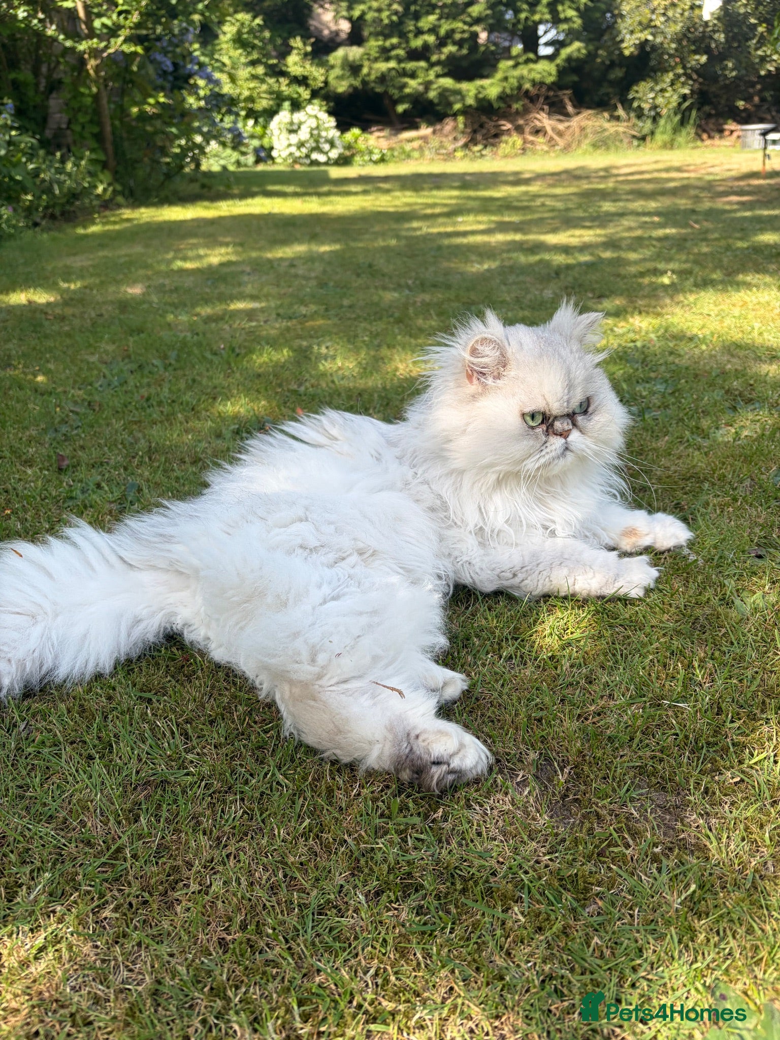 Persian cats Persian girl 3 years old  - Advert 3