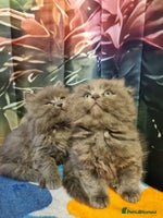 Scottish Fold cats - Advert 1